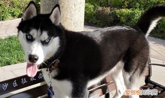 二哈和阿拉斯加的区别