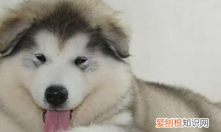 二哈和阿拉斯加的区别