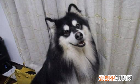 二哈和阿拉斯加的区别