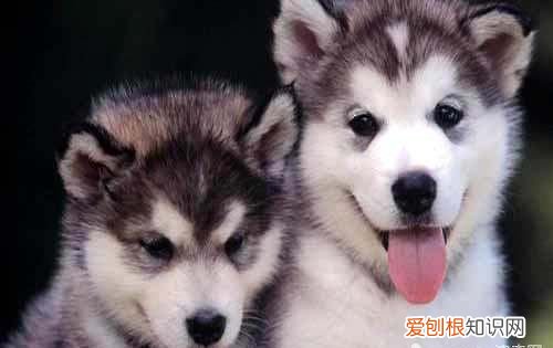 二哈和阿拉斯加的区别