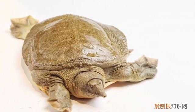 甲鱼顶级做法 五星级大厨做甲鱼汤