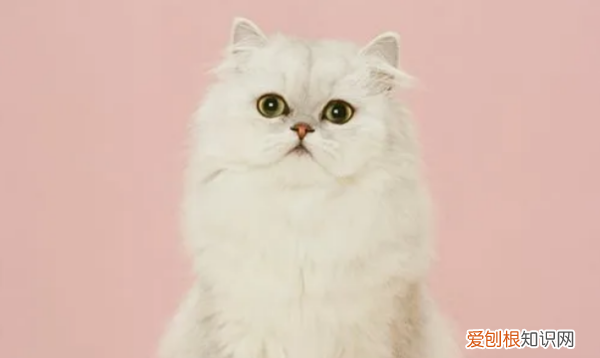 猫的体温多少是正常的,猫正常体温范围是多少