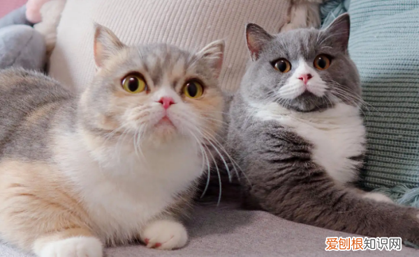 猫的体温多少是正常的，猫正常体温范围是多少