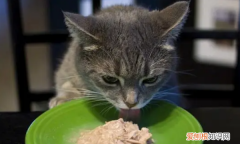 猫的体温多少是正常的，猫正常体温范围是多少