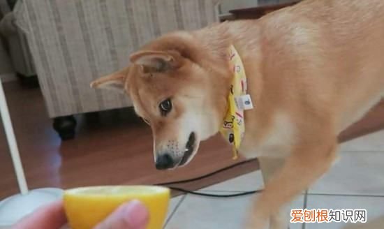 不养日本柴犬的理由,16个不能养柴犬的理由