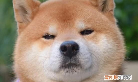 不养日本柴犬的理由,16个不能养柴犬的理由