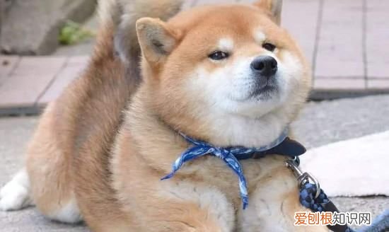 不养日本柴犬的理由,16个不能养柴犬的理由