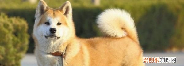 不养日本柴犬的理由,16个不能养柴犬的理由