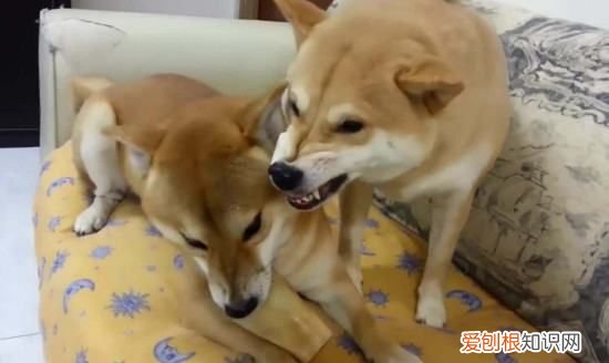 不养日本柴犬的理由,16个不能养柴犬的理由