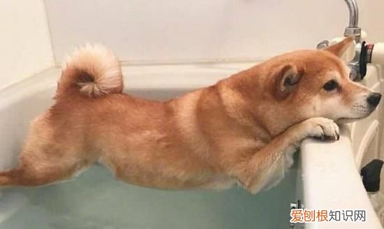 不养日本柴犬的理由,16个不能养柴犬的理由