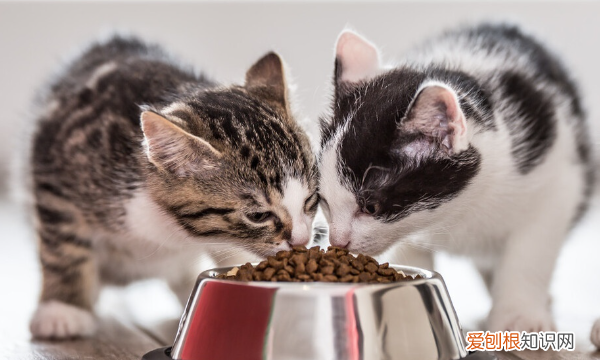 幼猫多大断奶,小猫几个月断奶