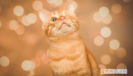 幼猫多大断奶,小猫几个月断奶