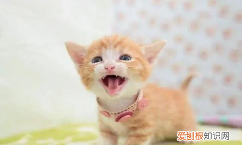 幼猫多大断奶,小猫几个月断奶