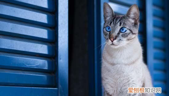 幼猫多大断奶,小猫几个月断奶