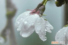 谷雨节气简短祝福语 谷雨节气经典简短祝福语