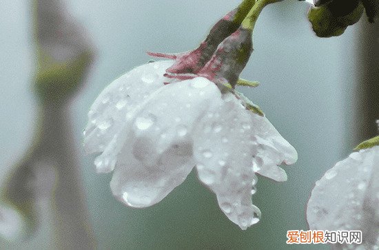 谷雨节气简短祝福语 谷雨节气经典简短祝福语