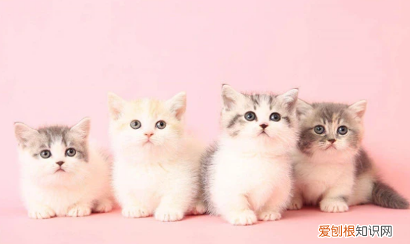 为什么不养短脚猫，矮脚猫寿命一般多少年