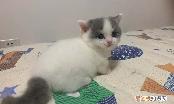 为什么不养短脚猫,矮脚猫寿命一般多少年