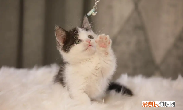 为什么不养短脚猫,矮脚猫寿命一般多少年