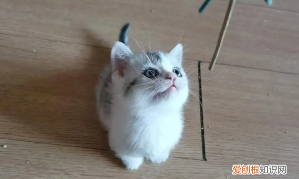 为什么不养短脚猫,矮脚猫寿命一般多少年
