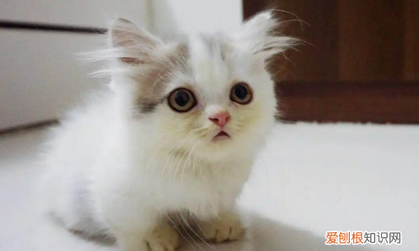 为什么不养短脚猫,矮脚猫寿命一般多少年