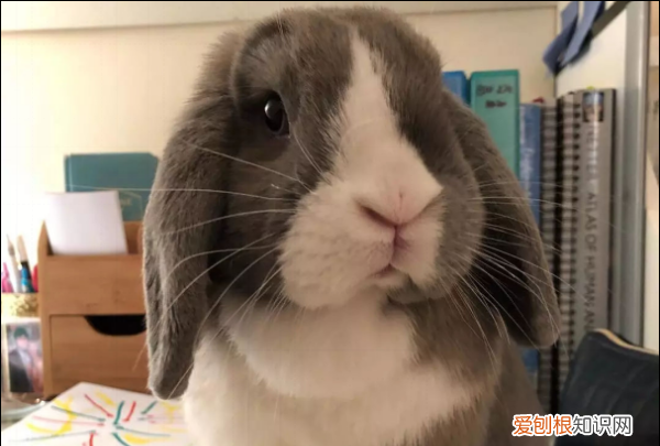 为什么千万不要养垂耳兔，垂耳兔为什么不能养死了