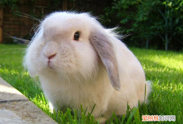 为什么千万不要养垂耳兔，垂耳兔为什么不能养死了