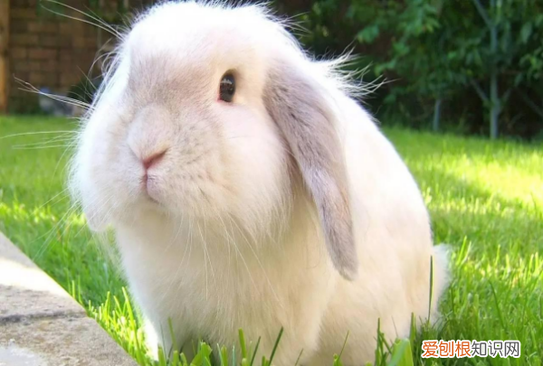 为什么千万不要养垂耳兔，垂耳兔为什么不能养死了