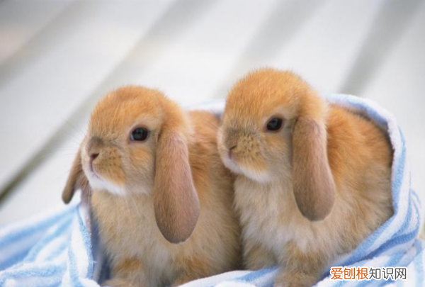为什么千万不要养垂耳兔，垂耳兔为什么不能养死了