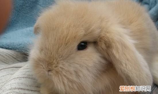 为什么千万不要养垂耳兔，垂耳兔为什么不能养死了