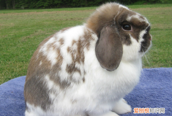 为什么千万不要养垂耳兔，垂耳兔为什么不能养死了