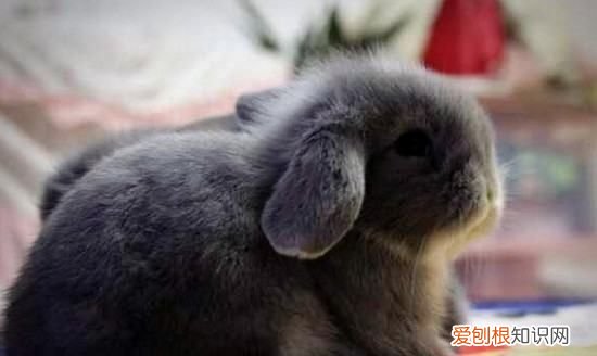 为什么千万不要养垂耳兔，垂耳兔为什么不能养死了
