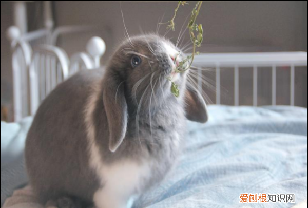 为什么千万不要养垂耳兔，垂耳兔为什么不能养死了