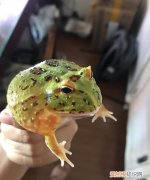 角蛙蜕皮什么征兆，给养蛙新手的一些小知识
