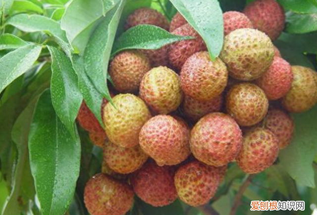 为什么水果店要把荔枝泡在冰水里呢