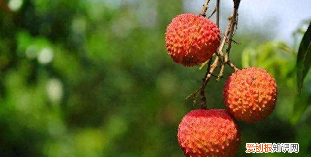 为什么水果店要把荔枝泡在冰水里呢