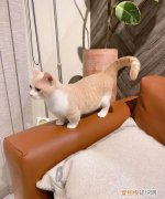 矮脚猫为什么不要买，为什么不要养曼基康猫