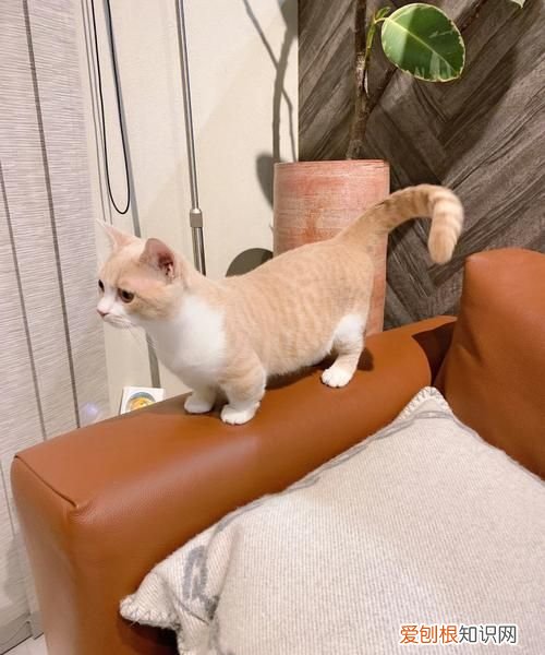 矮脚猫为什么不要买，为什么不要养曼基康猫