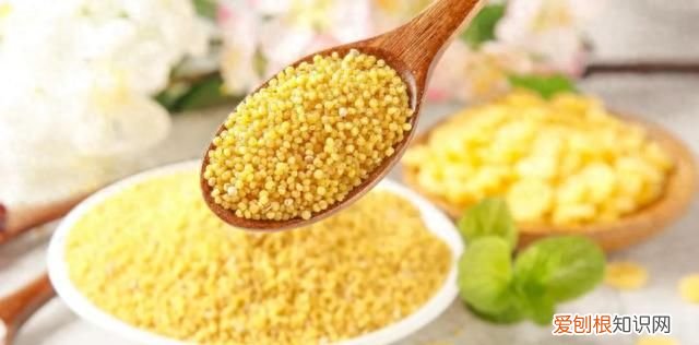 粟米粥的做法大全窍门