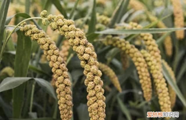 粟米粥的做法大全窍门