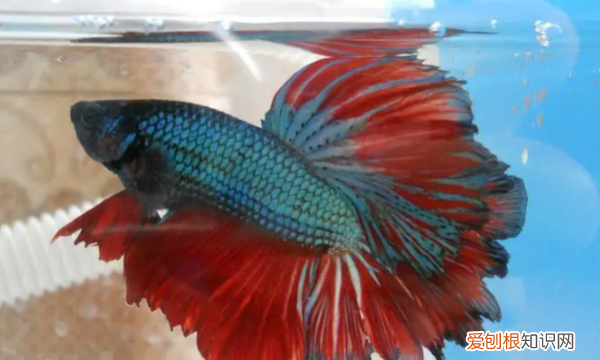 斗鱼怎么分辨公母