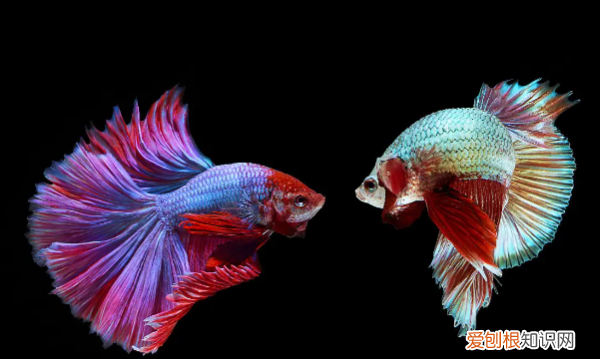 斗鱼怎么分辨公母