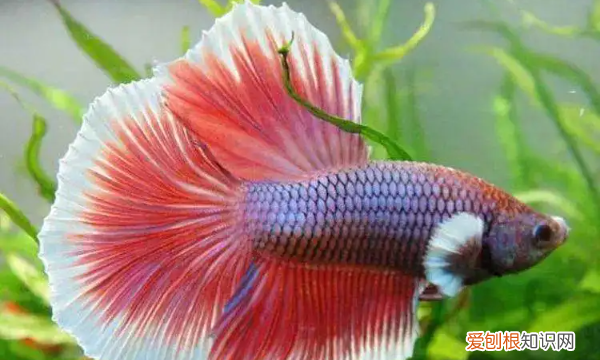 斗鱼怎么分辨公母