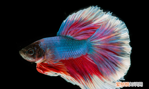 斗鱼怎么分辨公母