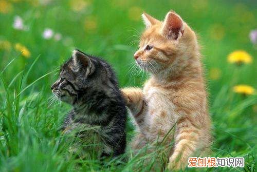 家里养四只猫正常，养猫咪是不是招财