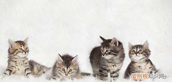 家里养四只猫正常，养猫咪是不是招财