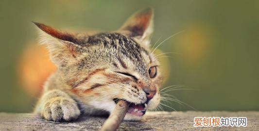 家里养四只猫正常，养猫咪是不是招财