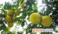 香泡可以吃吗，白萝卜泡菜要泡多久可以吃