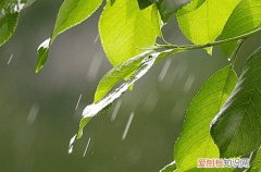 谷雨养生吃什么 谷雨吃什么养生