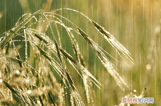 谷雨是每年的哪一天 谷雨节气的来历